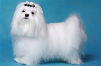a-maltese-pure-solid-white-coat